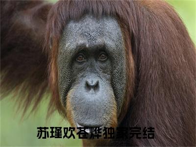 苏瑾欢苍烨小说(苏瑾欢苍烨)小说全文免费阅读_（苏瑾欢苍烨）苏瑾欢苍烨最新章节列表