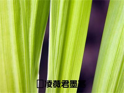 抖音热推高点击小说（凌薇君墨寒）在线阅读-凌薇君墨寒无广告阅读