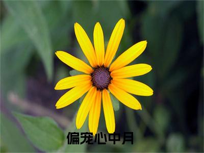 主角是唐嘉辰叶榆的小说（偏宠心中月）-（偏宠心中月）唐嘉辰叶榆全文免费阅读无弹窗大结局笔趣阁