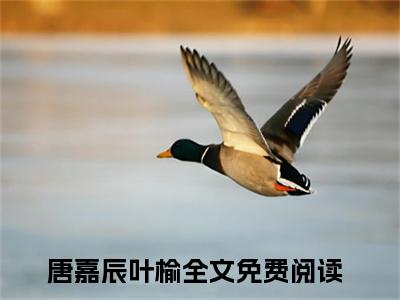 小说偏宠心中月全文免费阅读无弹窗大结局-唐嘉辰叶榆在线阅读