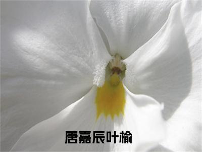 偏宠心中月（唐嘉辰叶榆）全文免费阅读无弹窗完整版，（偏宠心中月）免费阅读全文最新章节列表_笔趣阁