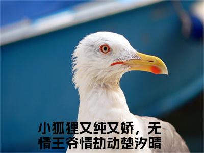 小狐狸又纯又娇，无情王爷情劫动楚汐晴（小狐狸又纯又娇，无情王爷情劫动楚汐晴）全文免费阅读无弹窗大结局_小狐狸又纯又娇，无情王爷情劫动楚汐晴免费阅读最新章节列表_笔趣阁（小狐狸又纯又娇，无情王爷情劫动楚汐晴）