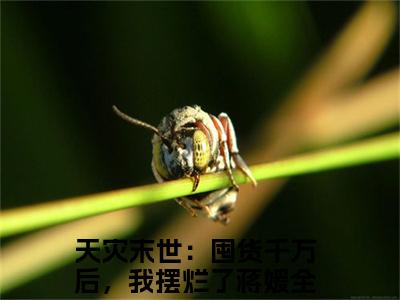 满分小说（天灾末世：囤货千万后，我摆烂了蒋媛）全文免费阅读 天灾末世：囤货千万后，我摆烂了蒋媛言情小说讲的是什么