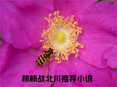 林楠战北川小说（七零军婚：高冷军官独宠小辣媳）全文免费阅读大结局_（林楠战北川）七零军婚：高冷军官独宠小辣媳小说免费阅读无弹窗