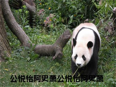公悦怡阿史萧（公悦怡阿史萧）全文免费阅读无弹窗大结局_公悦怡阿史萧全文免费阅读最新章节列表