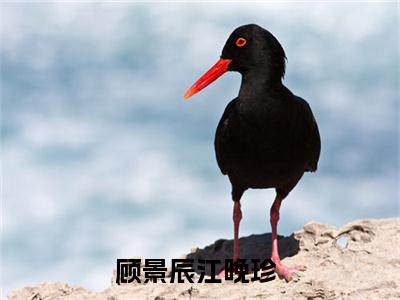 顾景辰江晚珍（顾景辰江晚珍）全文免费阅读无弹窗大结局_顾景辰江晚珍最新章节列表