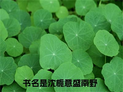 精选好书（沈栀意盛南野），沈栀意盛南野全文无删减版在线阅读