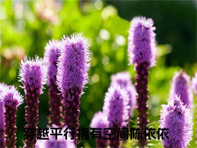 穿越平行拥有空间陈依依是什么小说 穿越平行拥有空间陈依依正版小说免费阅读_笔趣阁