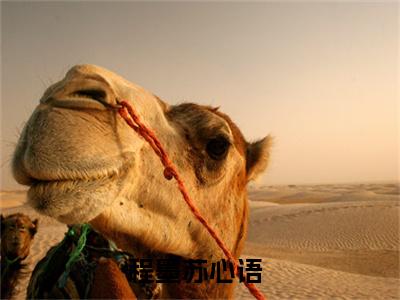 程墨苏心语最新热门榜单小说- 程墨苏心语精彩章节在线阅读