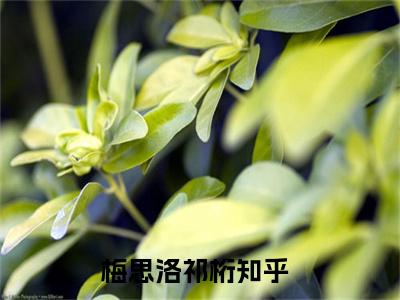 梅思洛祁桁小说精彩章节-主角为梅思洛祁桁在线阅读