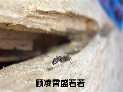 【新书】顾凌霄盛若若全文全章节免费阅读-顾凌霄盛若若小说免费阅读无弹窗最新章节列表