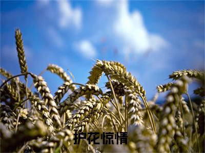 护花惊情（韩静姝顾北川）全文免费大结局小说-护花惊情全文最新章节阅读