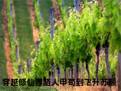 《穿越修仙界路人甲苟到飞升苏颜》全文免费阅读无弹窗大结局-穿越修仙界路人甲苟到飞升苏颜 全文全章节免费阅读