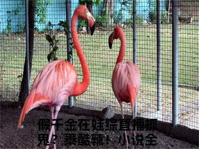 （假千金在娃综直播抓鬼？泰酷辣！番外+免费）简衿顾廷煜小说主角叫什么-假千金在娃综直播抓鬼？泰酷辣！全文免费阅读大结局