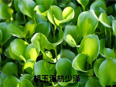 胡玉溪杭少泽（农女珍珠的悠闲生活小说）全文免费阅读无弹窗大结局_农女珍珠的悠闲生活完整版小说阅读