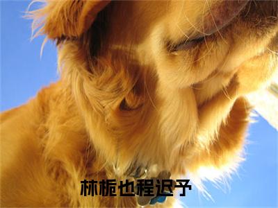林栀也程迟予全文免费阅读大结局 林栀也程迟予小说最新章节阅读无弹窗