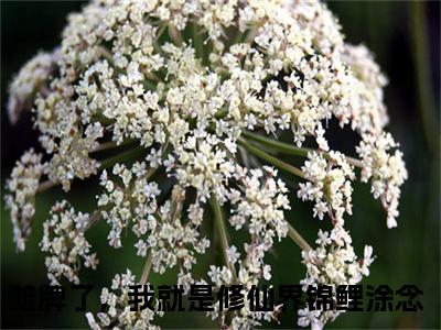 摊牌了，我就是修仙界锦鲤涂念（摊牌了，我就是修仙界锦鲤涂念）高质量小说推荐阅读-最新小说摊牌了，我就是修仙界锦鲤涂念全文阅读