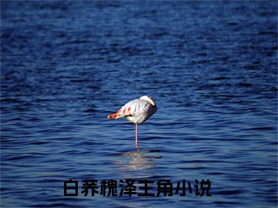 白荞槐泽的小说大结局免费阅读，白荞槐泽小说最新章节番外篇