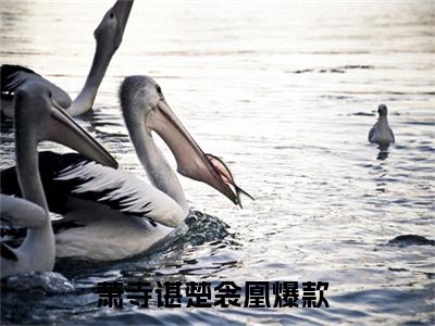 萧寺谌楚衾凰小说 萧寺谌楚衾凰免费章节阅读