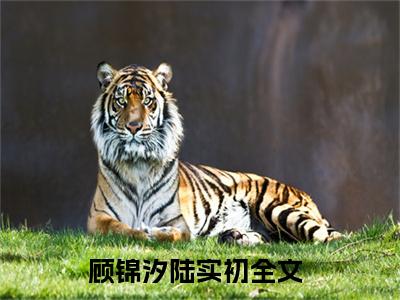 顾锦汐陆实初(顾锦汐陆实初)小说全文免费阅读无弹窗大结局_（顾锦汐陆实初）顾锦汐陆实初最新章节列表笔趣阁（顾锦汐陆实初）