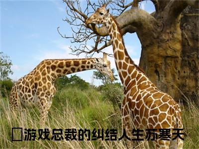 游戏总裁的纠结人生苏寒天小说最新章节（游戏总裁的纠结人生苏寒天）全文免费阅读无弹窗大结局_游戏总裁的纠结人生苏寒天免费阅读（游戏总裁的纠结人生苏寒天小说）