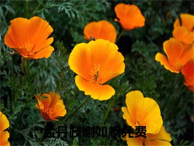 (孟丹枝谢如枫)孟丹枝谢如枫小说免费孟丹枝谢如枫读无弹窗最新章节列表_笔趣阁（孟丹枝谢如枫）