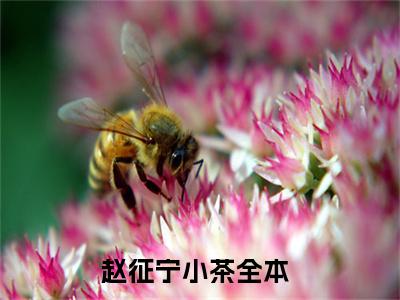 赵征宁小茶（赵征宁小茶小说）全文免费阅读无弹窗大结局_(赵征宁小茶小说免费阅读全文大结局)最新章节列表_笔趣阁（赵征宁小茶）