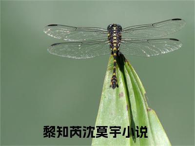黎知芮沈莫宇小说（黎知芮沈莫宇）全文免费阅读无弹窗大结局_黎知芮沈莫宇小说免费阅读无弹窗最新章节列表_笔趣阁