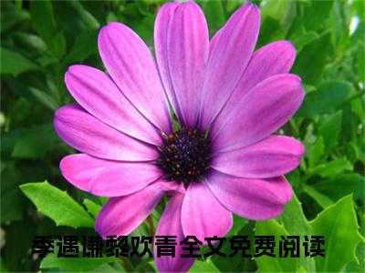 季遇谦黎欢青免费阅读-（季遇谦黎欢青）全文免费阅读无弹窗大结局（每天收到一份离婚协议是什么感受）最新章节列表_笔趣阁