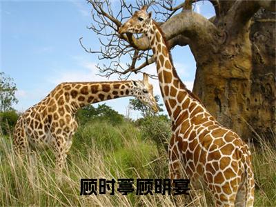 顾时葶顾明宴（顾时葶顾明宴）全文免费阅读无弹窗大结局_（顾时葶顾明宴无弹窗）_笔趣阁