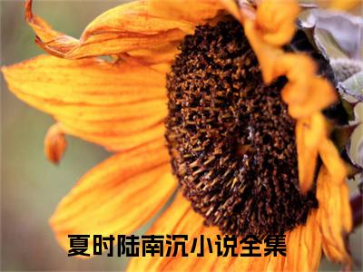 夏时陆南沉甜宠小说哪里能看夏时陆南沉-夏时陆南沉小说阅读全集