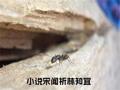 精选好书宋闻祈林知宜全文免费阅读无弹窗大结局_（宋闻祈林知宜）最新章节列表_笔趣阁（宋闻祈林知宜小说）