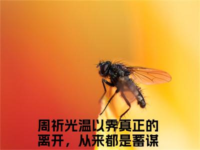 周祈光温以霁:真正的离开，从来都是蓄谋已久全文免费阅读无弹窗大结局_周祈光温以霁:真正的离开，从来都是蓄谋已久免费阅读