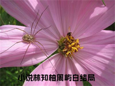 林知柚周屿白（林知柚周屿白）全文免费阅读最新章节_林知柚周屿白小说免费最新章节列表_笔趣阁