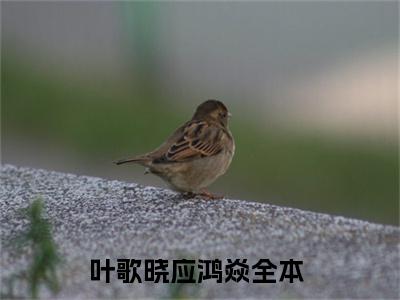 叶歌晓应鸿焱后续+番外（叶歌晓应鸿焱）全文免费阅读无弹窗大结局_叶歌晓应鸿焱后续+番外免费阅读_笔趣阁（叶歌晓应鸿焱后续+番外）