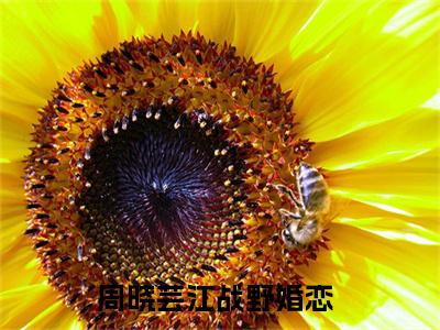 （周晓芸江战野）全文免费阅读无弹窗（周晓芸江战野）周晓芸江战野已完结全集大结局