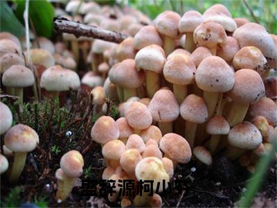 盛辞源柯小芬（盛辞源柯小芬）完整版小说阅读大结局_盛辞源柯小芬（盛辞源柯小芬）全文免费阅读笔趣阁