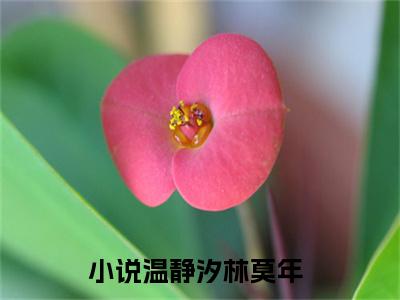 温静汐林莫年（温静汐林莫年）全文免费阅读无弹窗大结局_（温静汐林莫年免费阅读全文大结局）最新章节列表