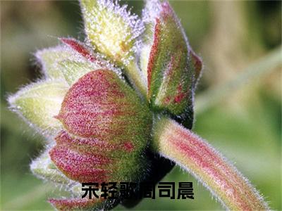 宋轻歌周司晨小说免费阅读（宋轻歌周司晨）全文免费阅读大结局-（宋轻歌周司晨小说免费阅读）好书推荐