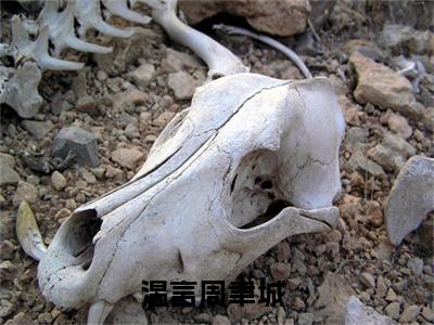 温言周聿城 温言周聿城小说全文免费阅读_温言周聿城最新章节列表笔趣阁