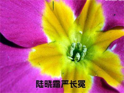 陆晓霜严长冕（陆晓霜严长冕）全文无弹窗阅读-陆晓霜严长冕（陆晓霜严长冕）最新章节完整版阅读