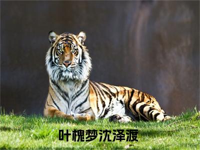 叶槐梦沈泽渡（叶槐梦沈泽渡）全文免费阅读无弹窗大结局_叶槐梦沈泽渡热门小说最新章节阅读