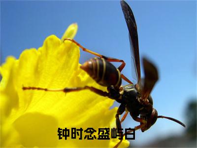 钟时念盛屿白（钟时念盛屿白）新上热文免费阅读-钟时念盛屿白（钟时念盛屿白）无广告在线阅读