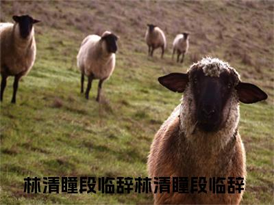 （热推新书）林清瞳段临辞完整版免费小说无弹窗阅读_林清瞳段临辞最新章节列表_笔趣阁（林清瞳段临辞）