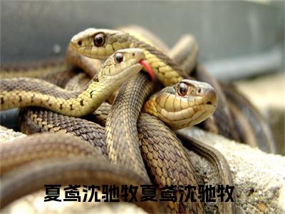 主角是夏鸢沈驰牧的小说叫什么名字夏鸢沈驰牧小说免费阅读