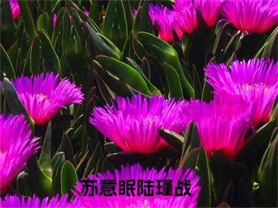 苏意眠陆瑾战小说全文免费阅读，苏意眠陆瑾战完整版