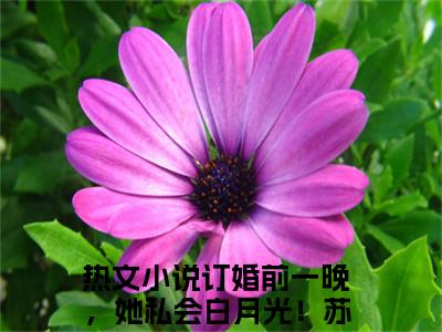 订婚前一晚，她私会白月光！苏皓晨（订婚前一晚，她私会白月光！苏皓晨）小说全文免费阅读正版无弹窗_(订婚前一晚，她私会白月光！苏皓晨)最新章节列表