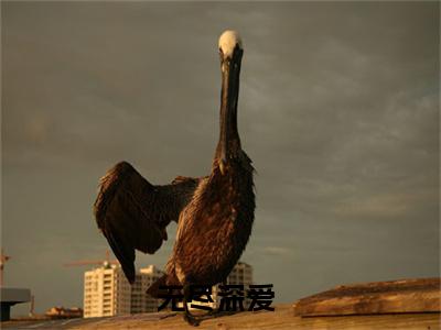 无尽深爱全文免费阅读-（时岑薄寒深）小说全文免费阅读正版无弹窗