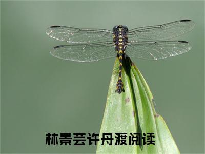 林景芸许舟渡小说(林景芸许舟渡)全文免费阅读无弹窗大结局 林景芸许舟渡小说全文无删减版