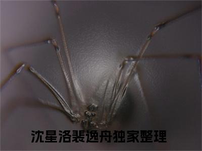 榜单小说沈星洛裴逸舟全文免费阅读无弹窗大结局-沈星洛裴逸舟全文在线阅读